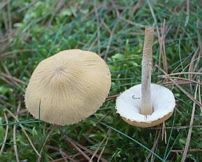 Amiant Krnchen Schirmling